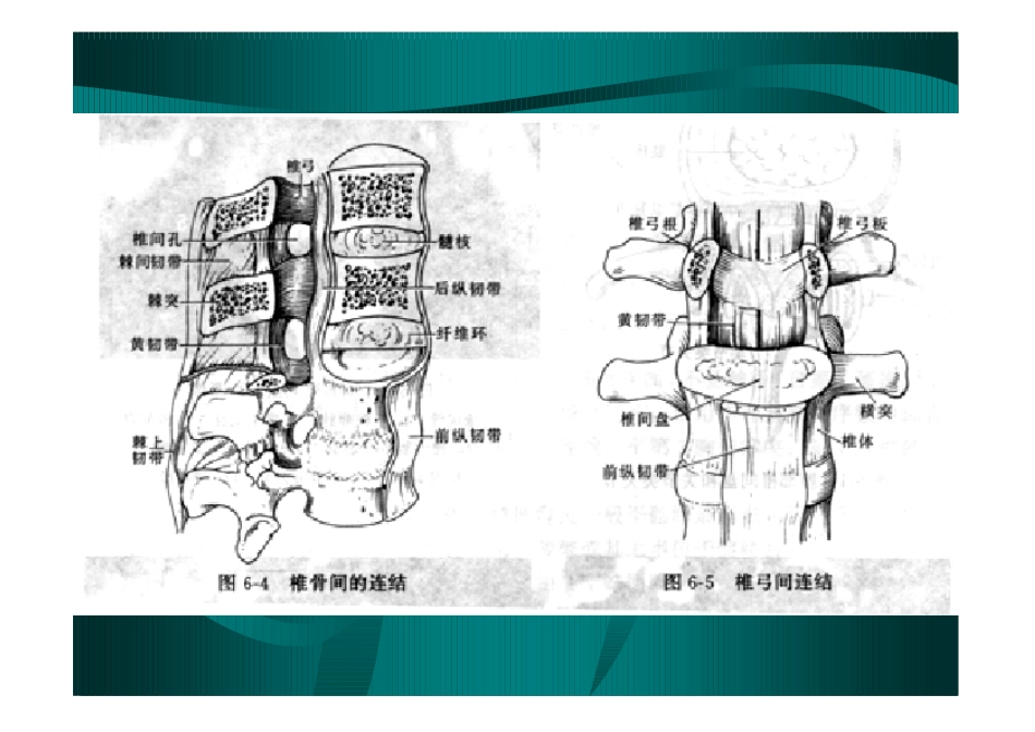 脊柱CT横断面解剖_第2页