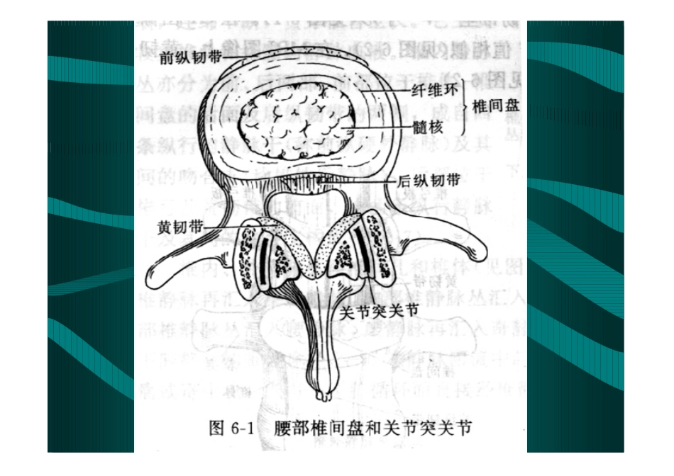 脊柱CT横断面解剖_第3页