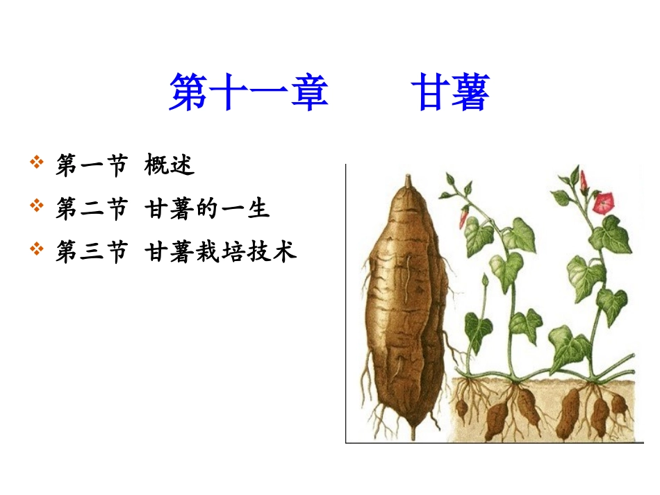 第十一章  甘薯_第2页