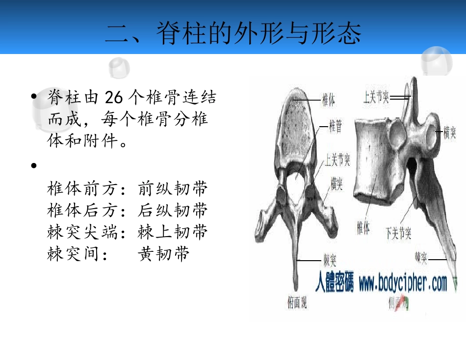 脊柱外科概论_第3页
