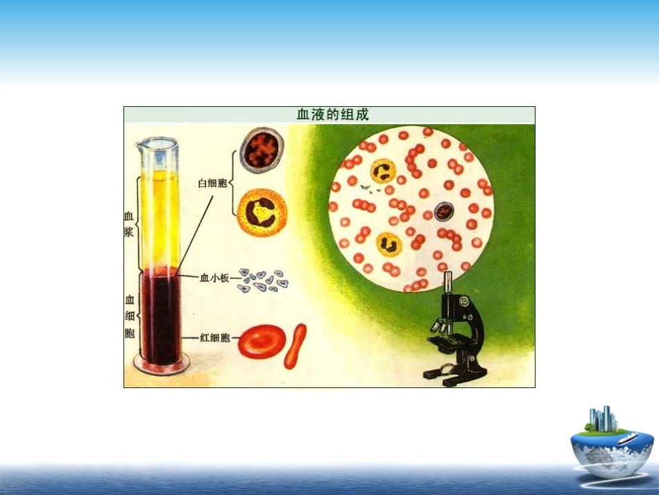 人类遗传学-血型的遗传_第2页