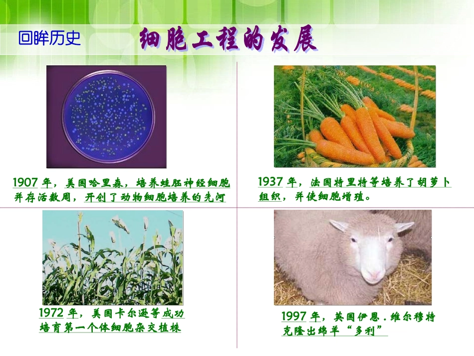细胞核移植-阜宁东沟中学_第3页
