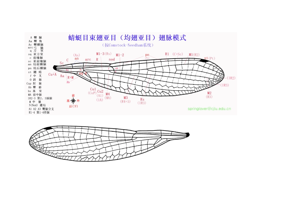 蜻蜓结构图解_第3页