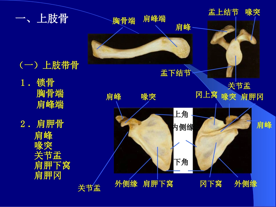 各骨及骨连接7_第1页