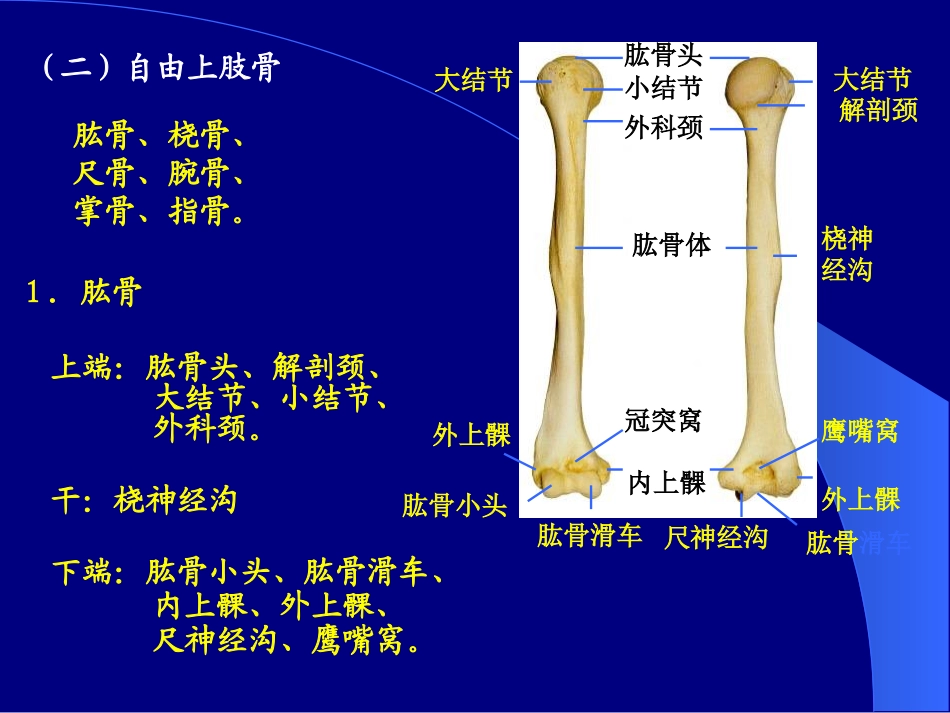 各骨及骨连接7_第2页