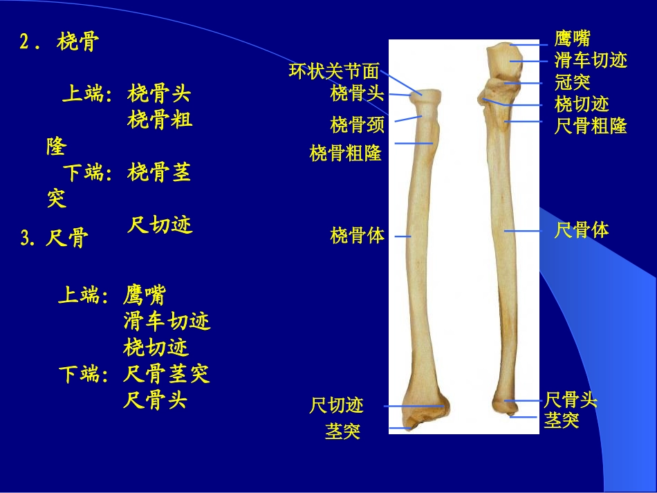 各骨及骨连接7_第3页
