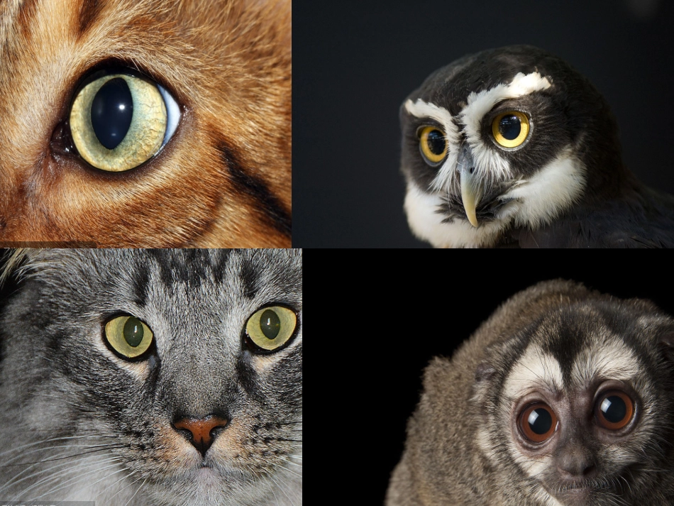 吐血推荐-烟台一线名师整理最全20181129第四章第四节眼睛和眼镜_第2页