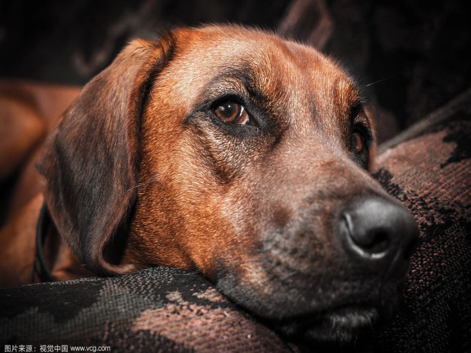 吐血推荐-烟台一线名师整理最全20181129第四章第四节眼睛和眼镜_第3页