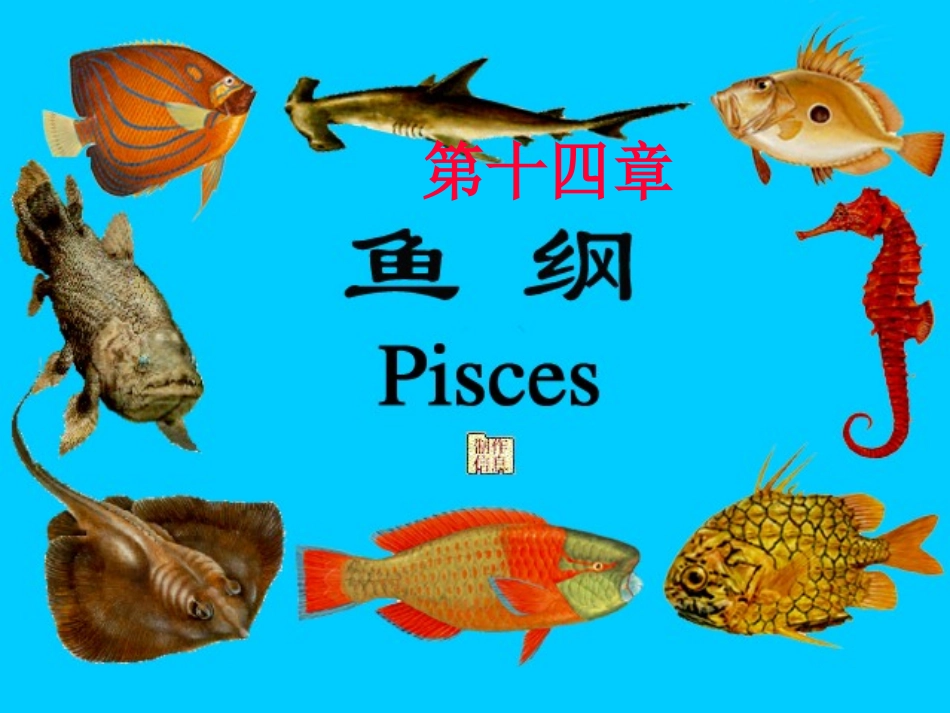 第十四章__鱼类_第1页