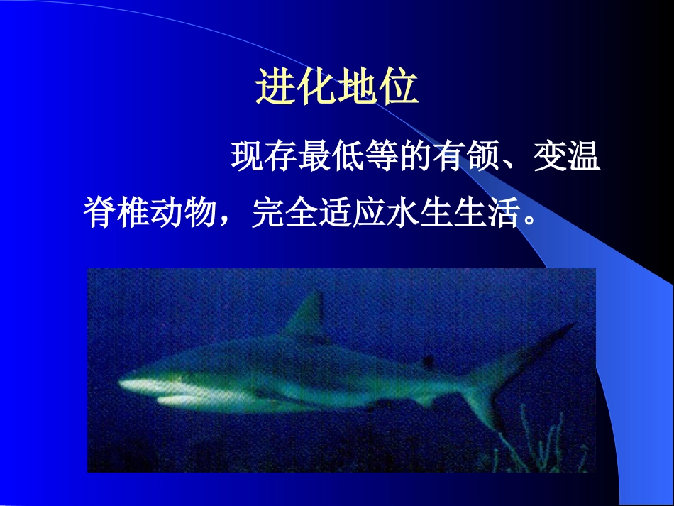 第十四章__鱼类_第2页