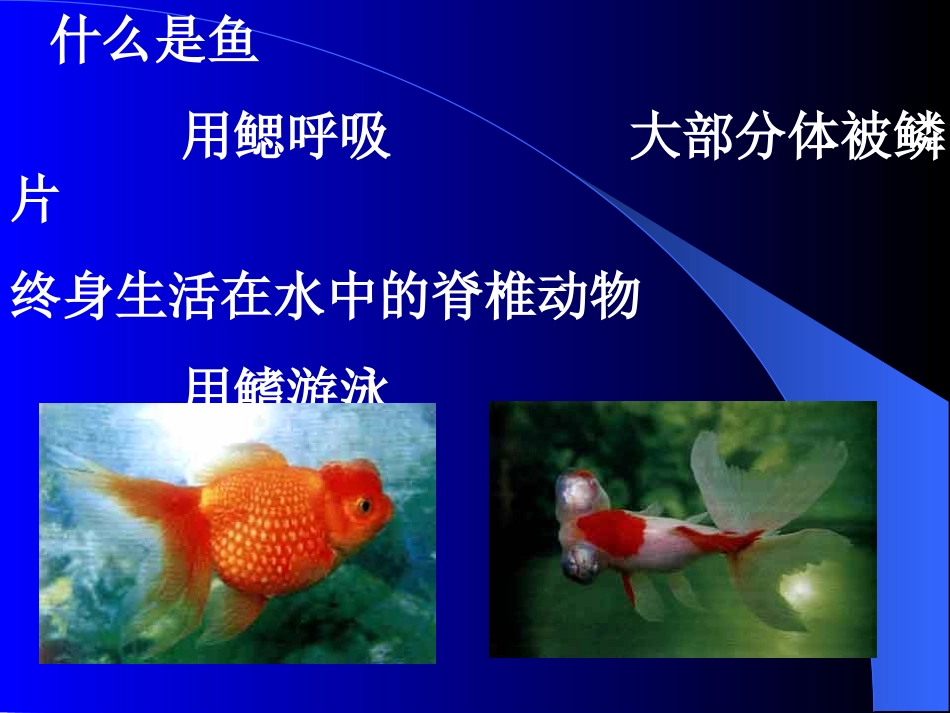 第十四章__鱼类_第3页