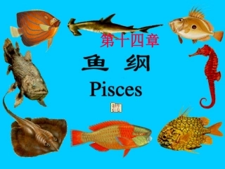 第十四章__鱼类