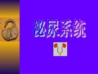 泌尿系统影像学检查