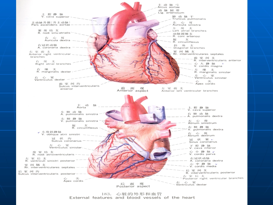 超声心动图讲义_第3页