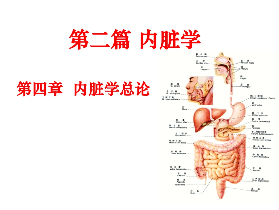 内脏总论呼吸系统_第2页