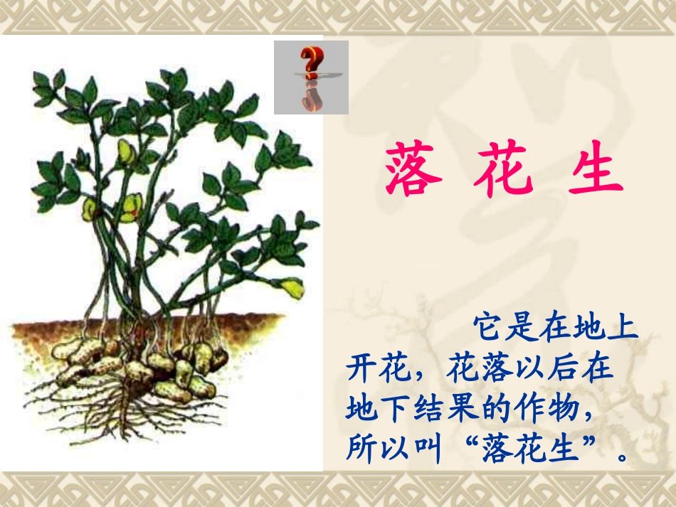 落花生(第二课时)_第3页