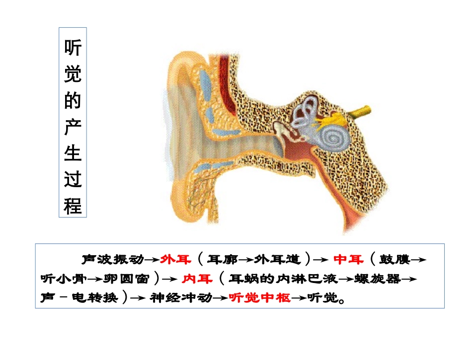 第九章感官-3_第3页