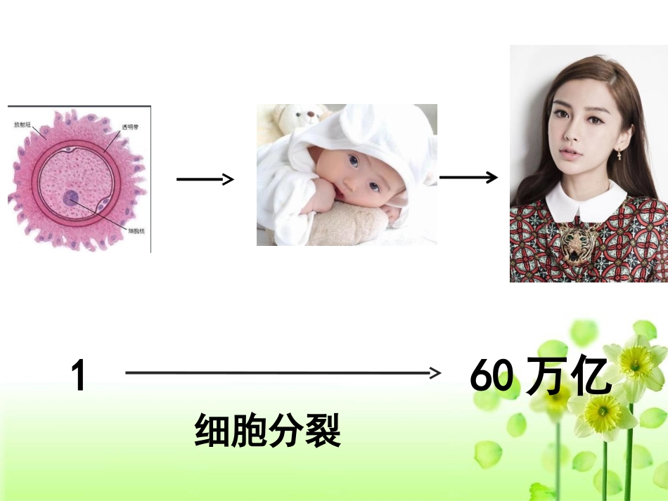 植物细胞有丝分裂(附动画)_第1页