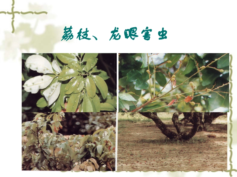 荔枝龙眼害虫_第1页