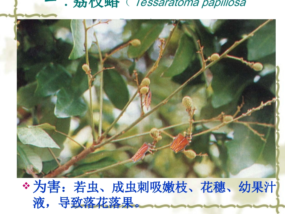 荔枝龙眼害虫_第2页