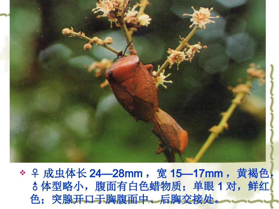 荔枝龙眼害虫_第3页