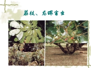 荔枝龙眼害虫
