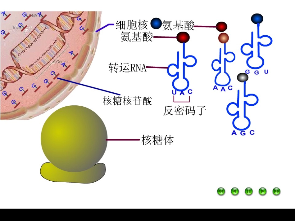 基因对性状的控制课件新人教必修_第2页