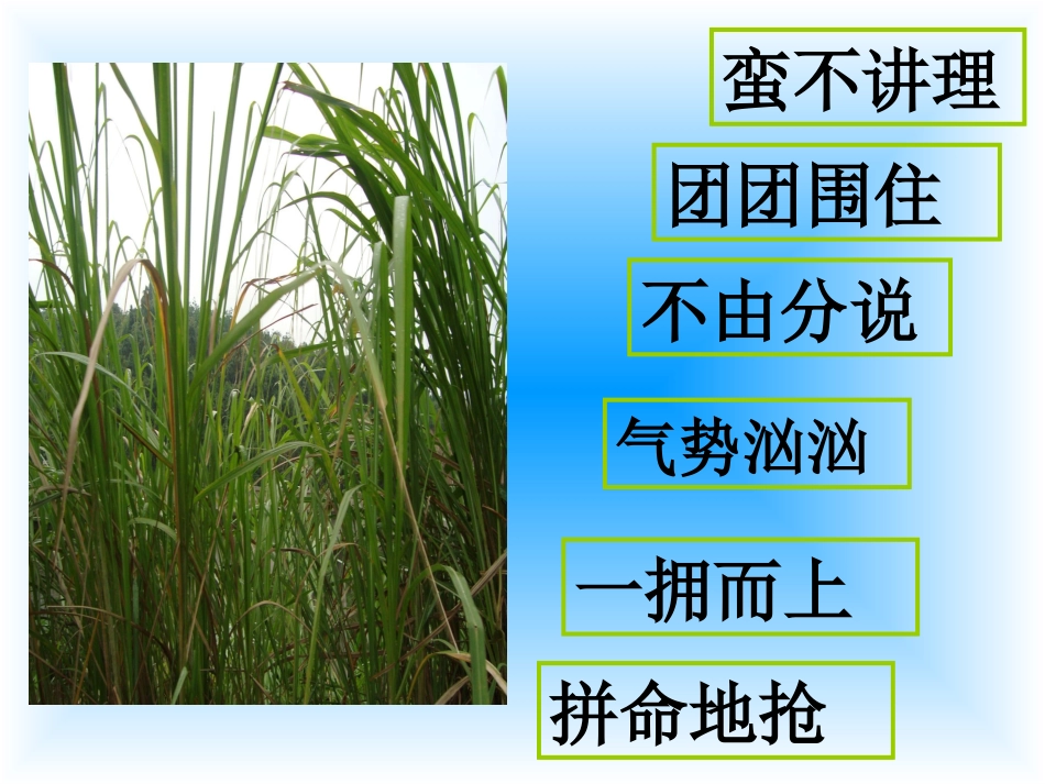 小稻秧脱险记1_第3页
