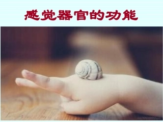感觉器官的功能 生理学