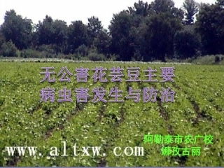 无公害花芸豆主要病虫害防治技术剖析
