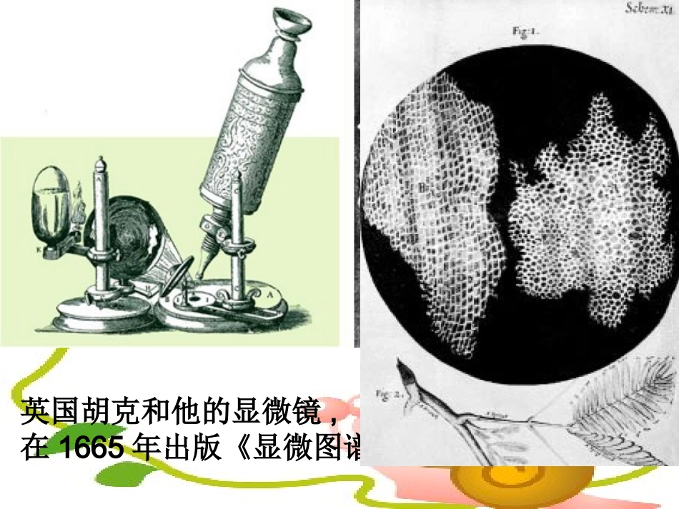 【2013新版】2.1练习使用显微镜_课件_第3页