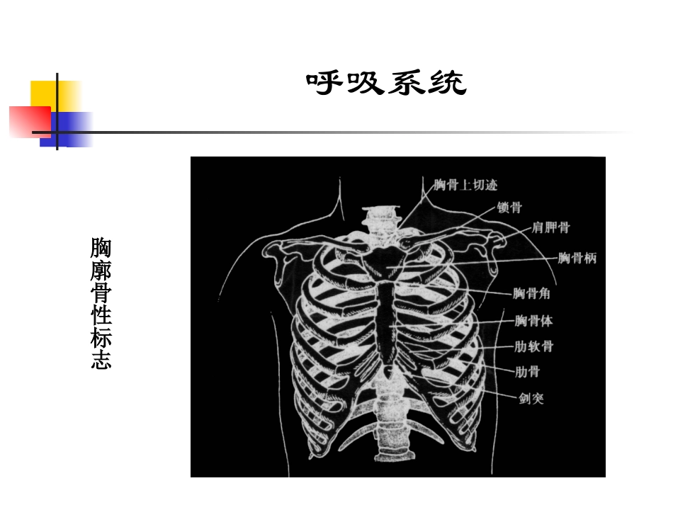 呼吸系统(精品)_第2页