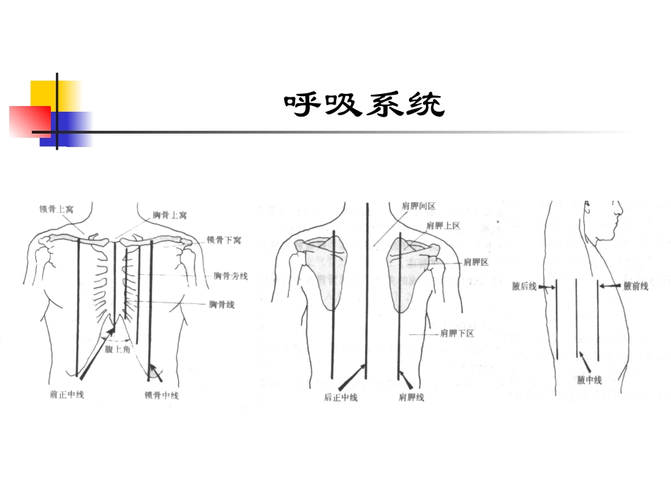 呼吸系统(精品)_第3页