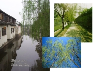 柳树醒了第二课时课件