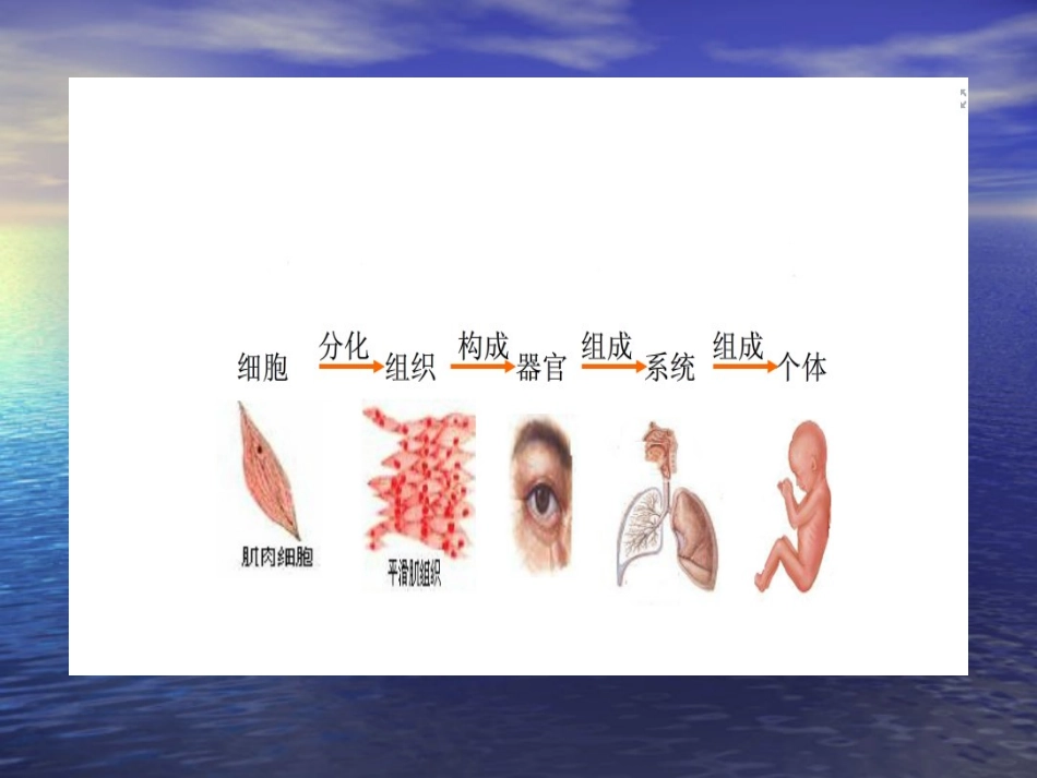 《生命活动的基本单位—细胞》_第2页