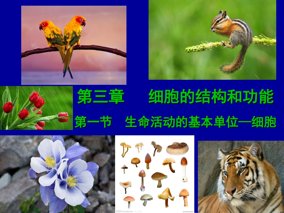 《生命活动的基本单位—细胞》_第3页