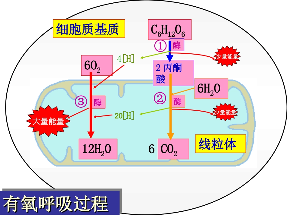高三生物光合作用和呼吸作用专题复习_第3页