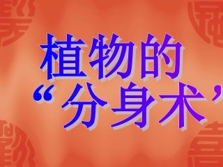 植物的分身术