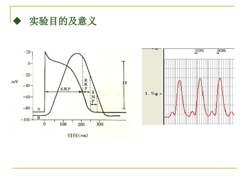 课件3心搏_295808264_第3页
