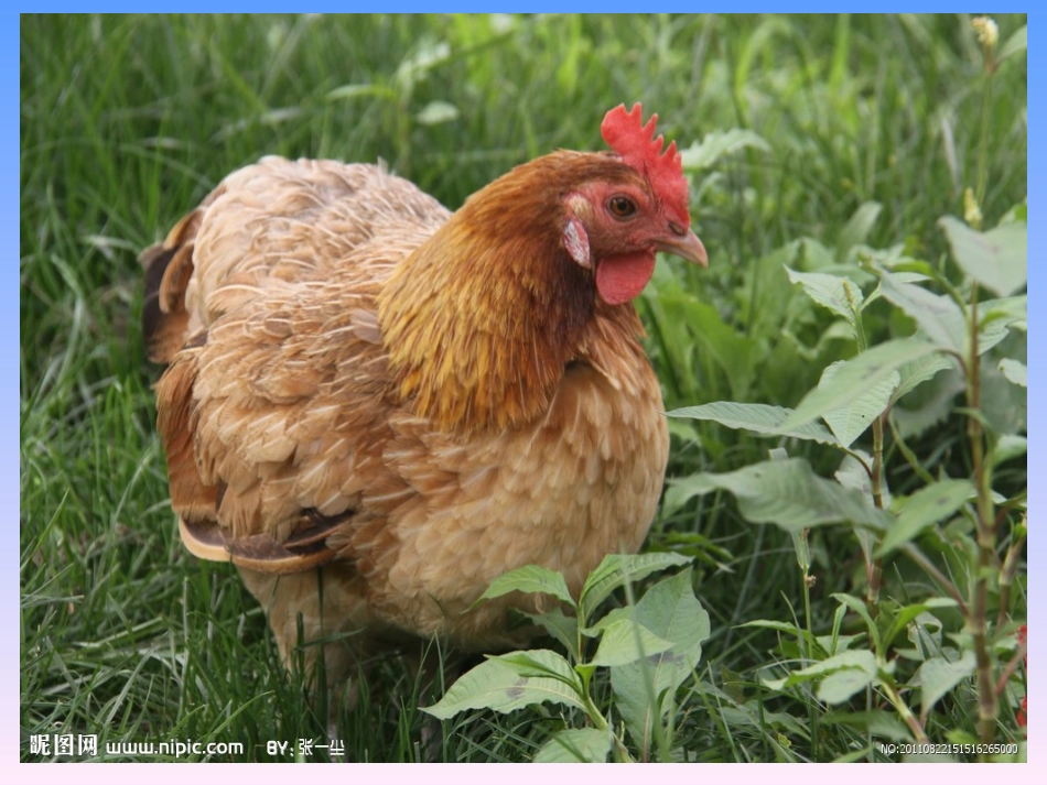 母鸡上课件(1)_第2页