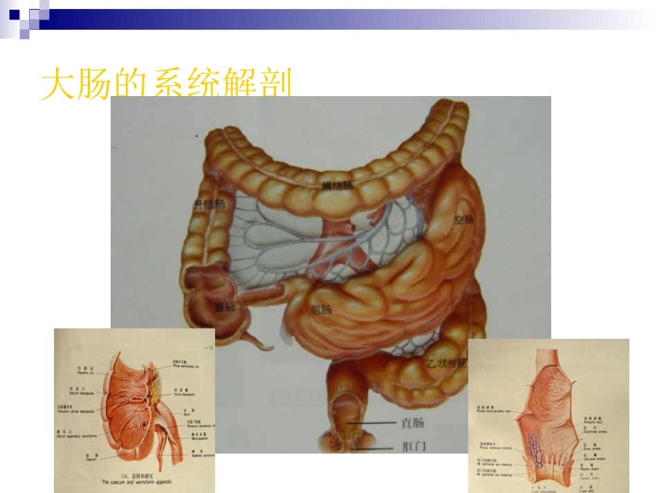 炎症性肠病.ppt(7年制)_第3页