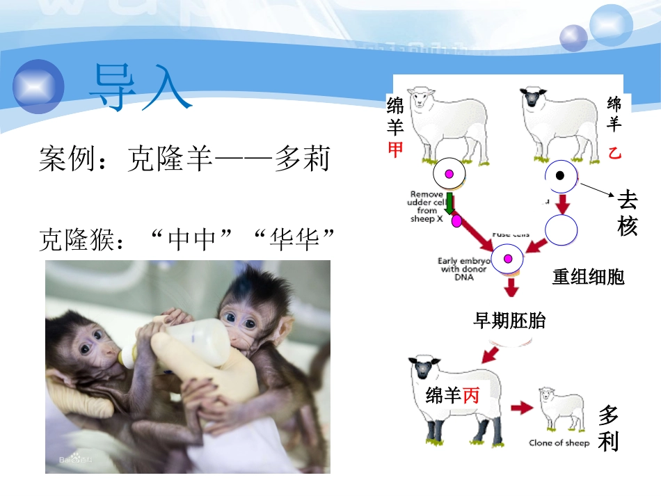细胞核---鸡_第3页