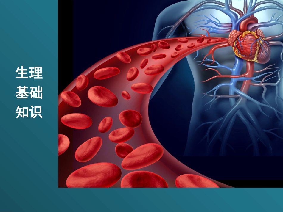 心血管系统基础知识_第2页