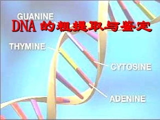 课题1DNA的粗提取与鉴定