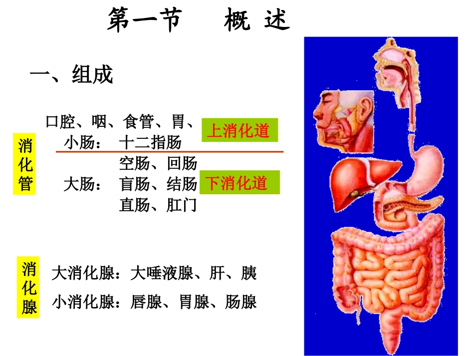 第五章消化系统_第2页