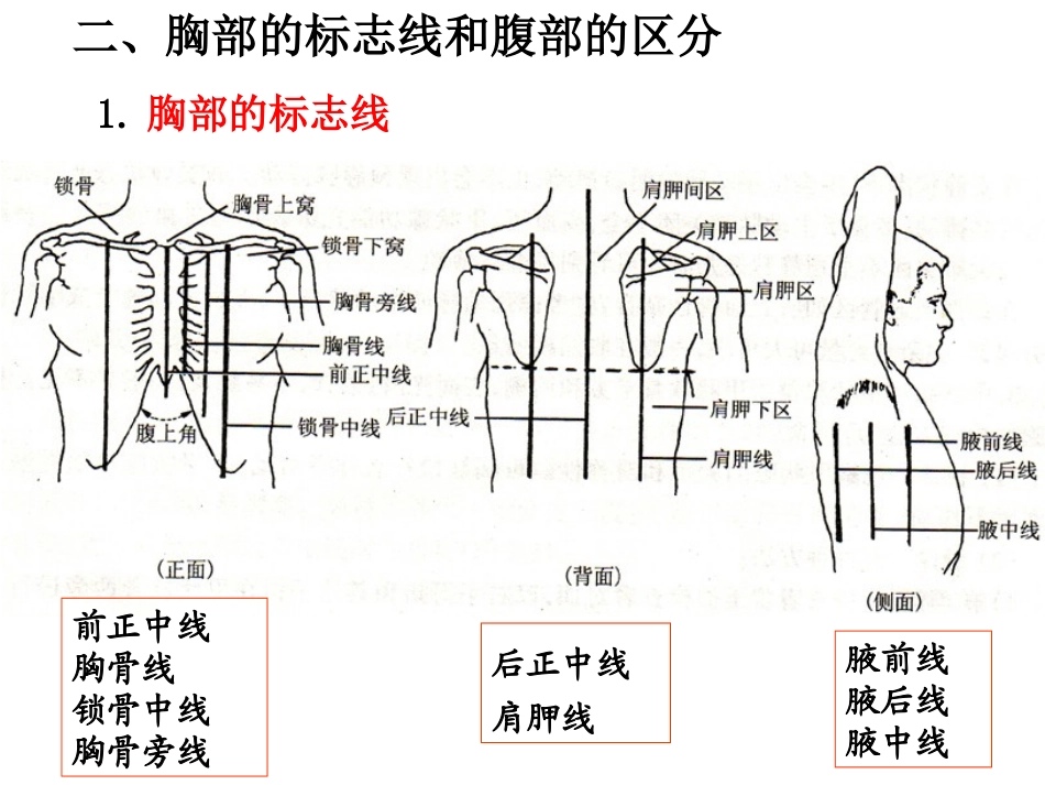 第五章消化系统_第3页