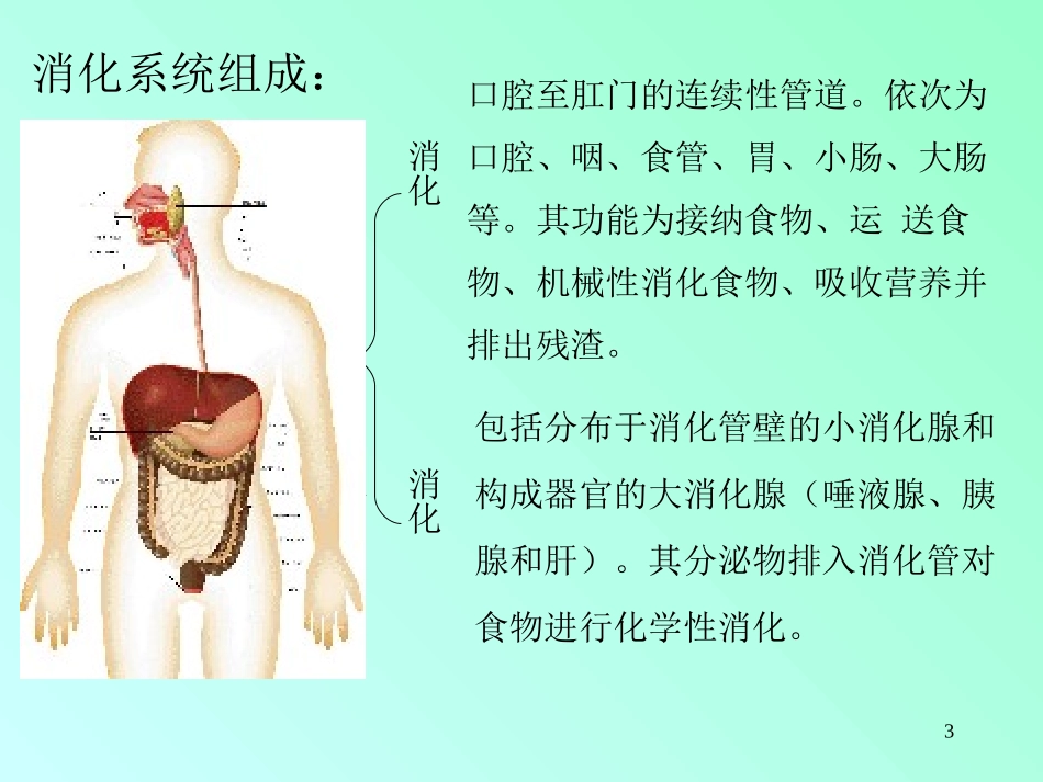 消化系统生理_第3页