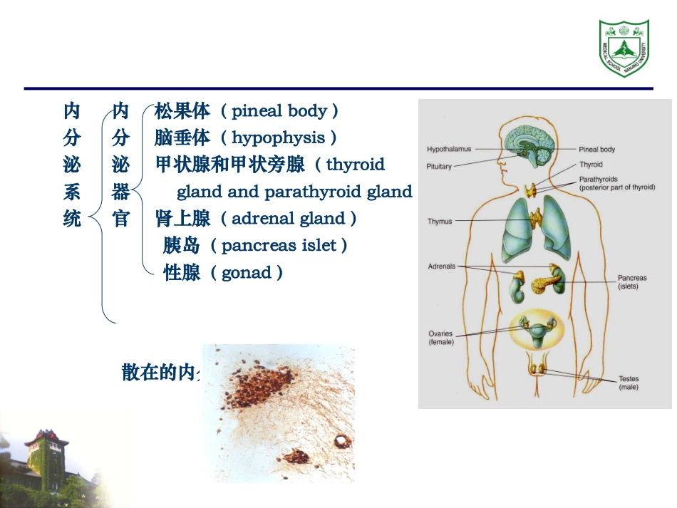 内分泌系统组织学_第2页