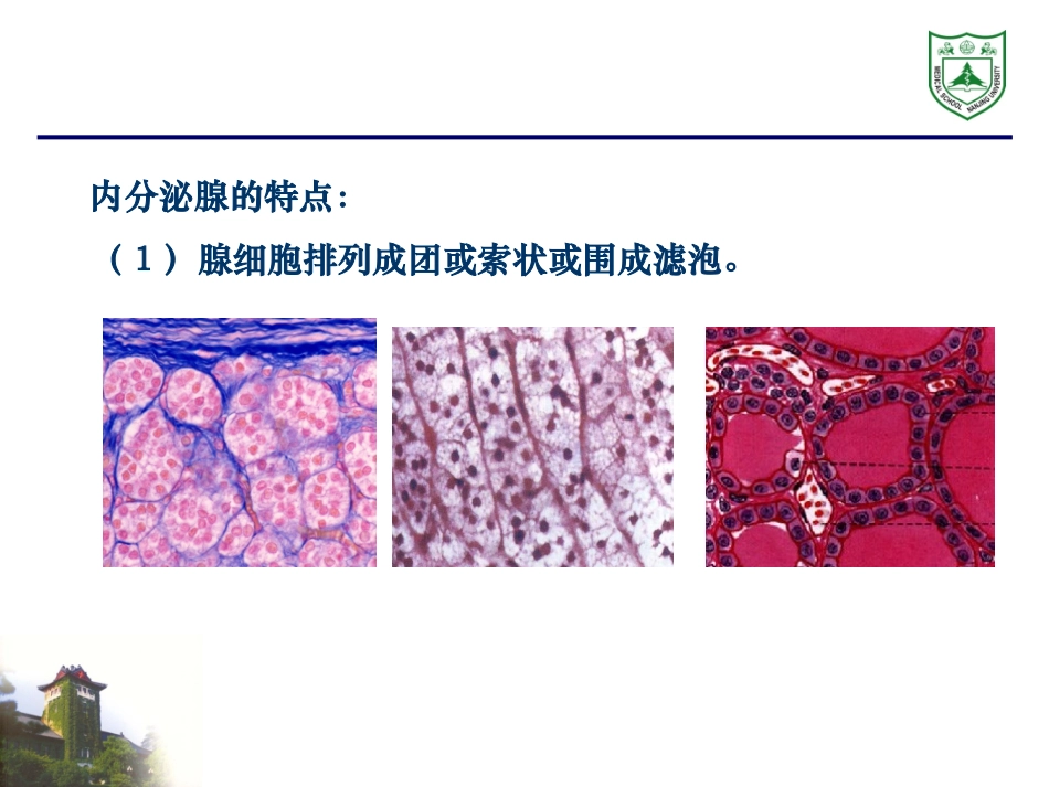 内分泌系统组织学_第3页