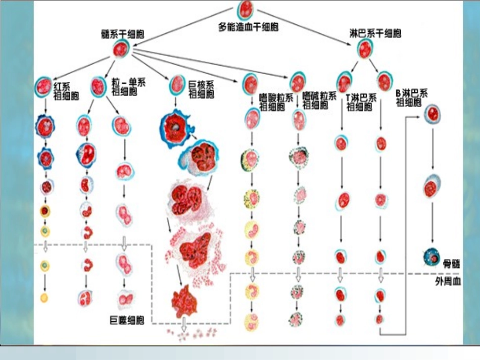 骨髓细胞形态学检验_第3页